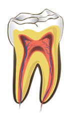 Healthy nerve of tooth